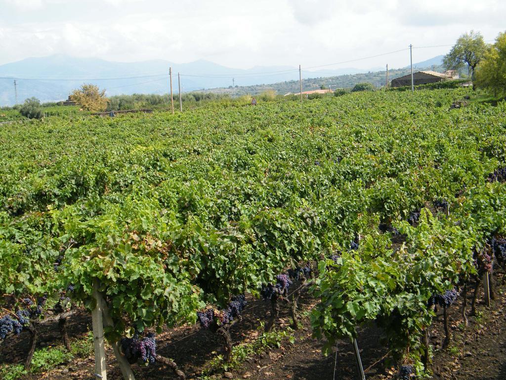 Etna Wine Azienda Agrituristica Passopisciaro Kültér fotó