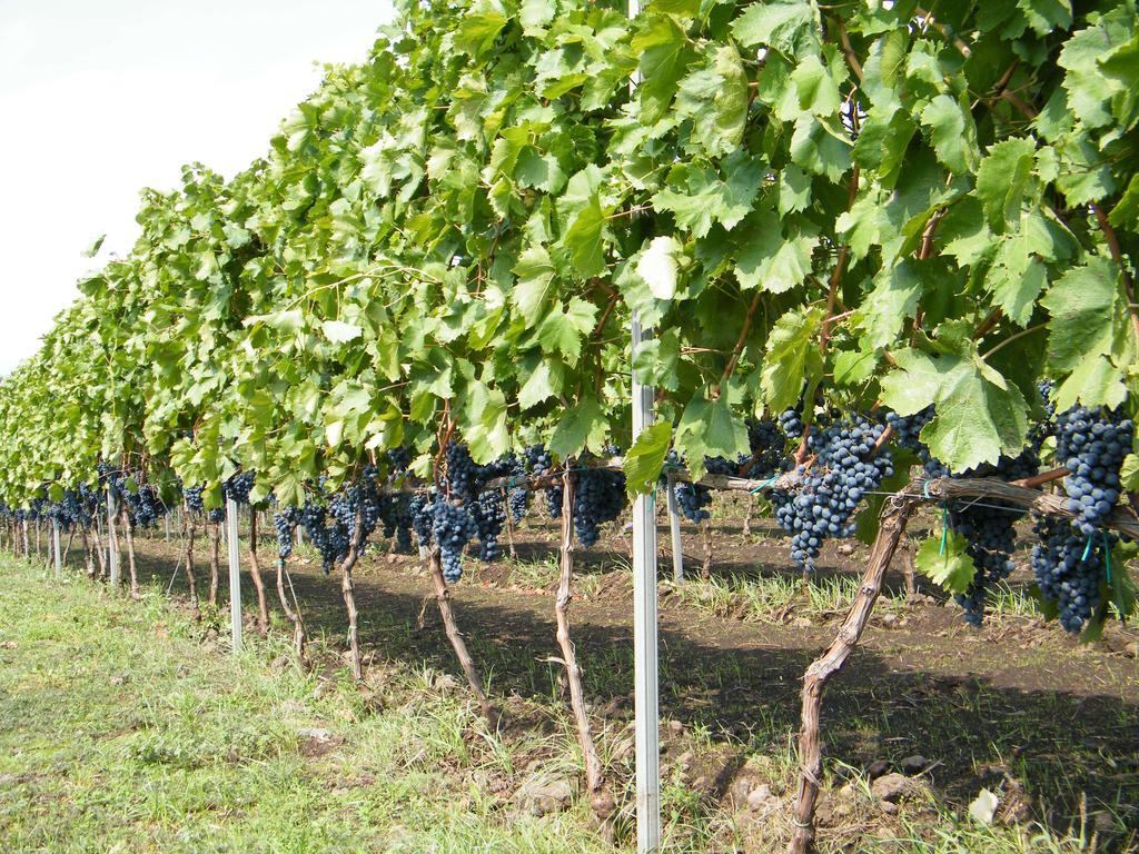 Etna Wine Azienda Agrituristica Passopisciaro Kültér fotó